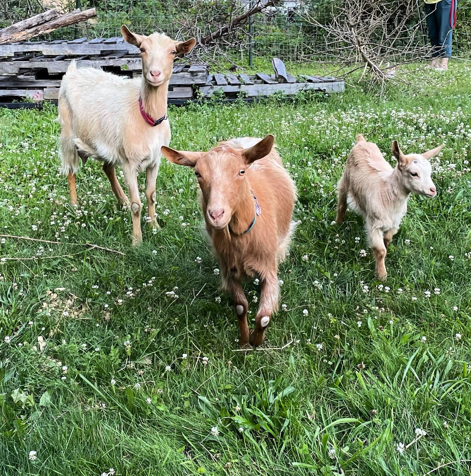 Support Local DLH t-shirt