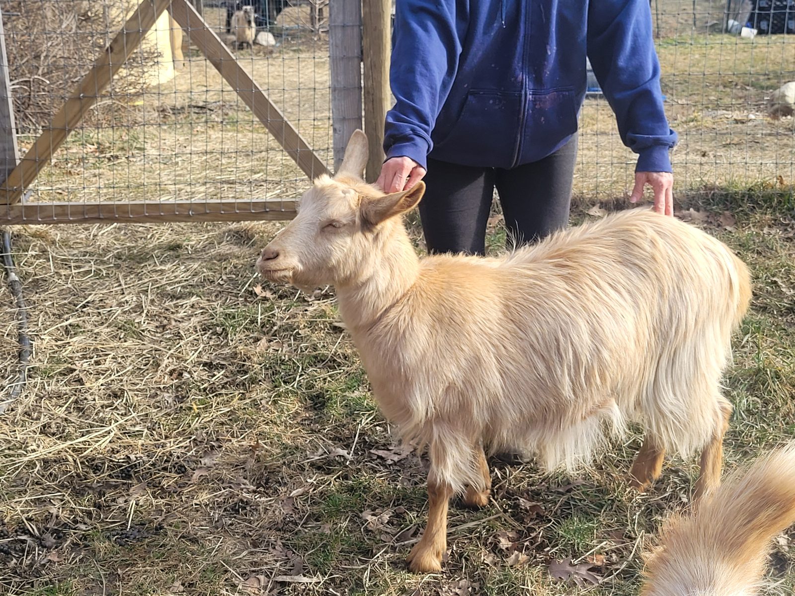 Goats at Dilly's Lavender Hill Farm