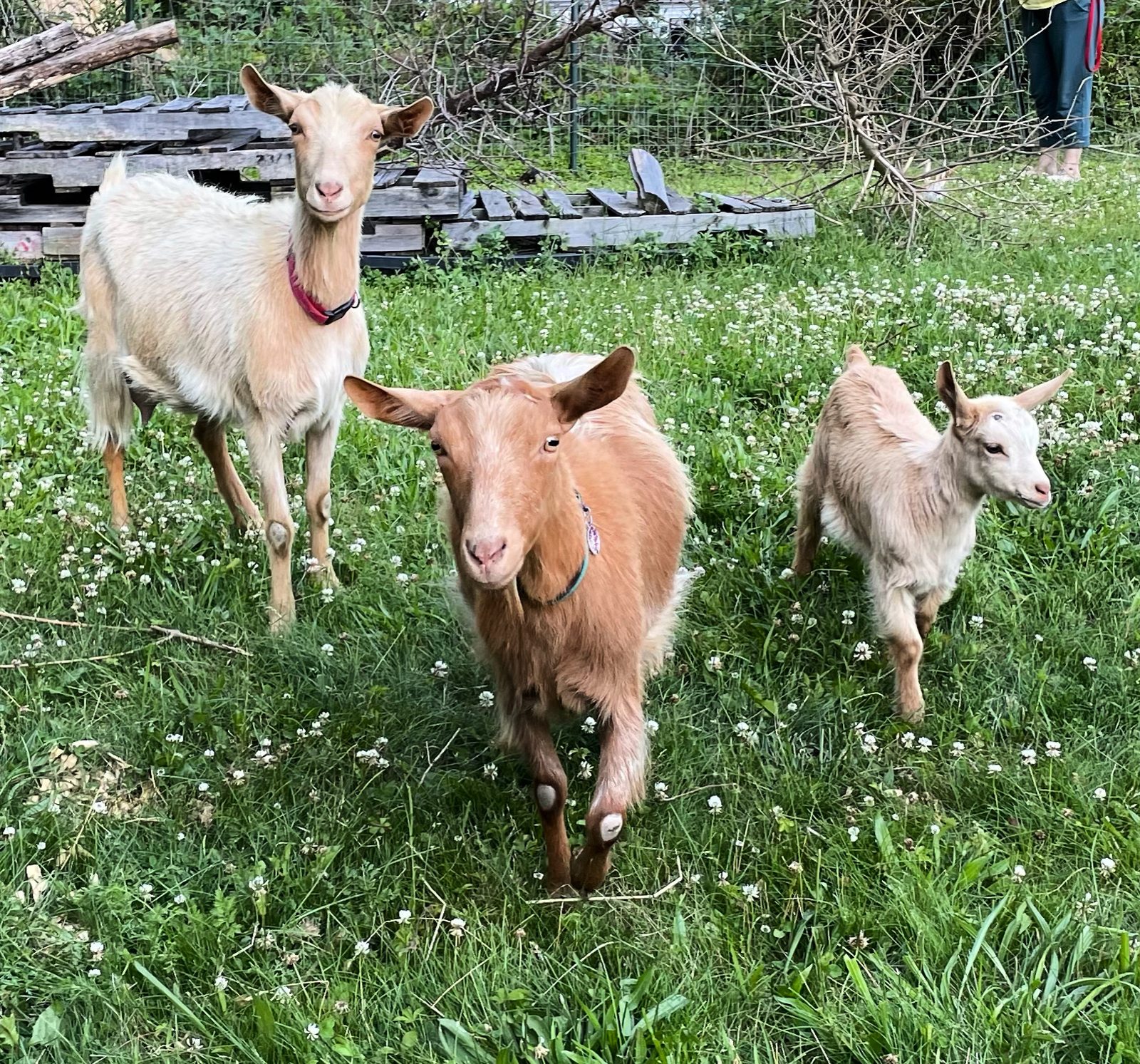 A Dilly's Lavender Hill Farm goat in the field