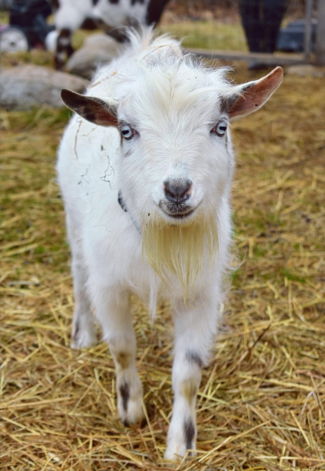 Goat portrait