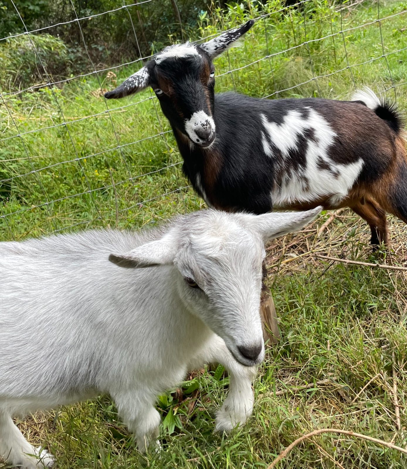 Guernsey goat